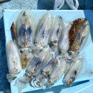 船上活〆　アオリイカ (真空冷凍)