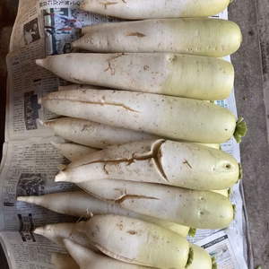 ひび割れ生でも辛くない大根無農薬有機肥料除草剤不使用3.5kg 味は美味しい。