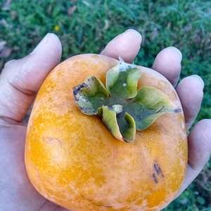 農薬不使用！「渋柿は初出品なのでお試し価格でご提供♪」※渋抜き方は商品説明にあり