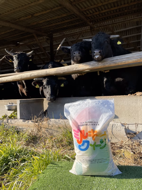 ミルキークイーン（精米）