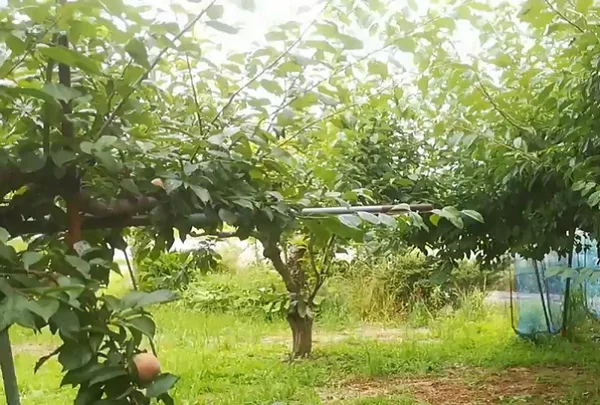 本巣こだわり農園