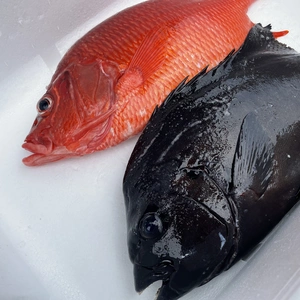 【魚突き】捕獲動画あり　石鯛1.2kg トガリエビス1.4kg鱗、下処理済み