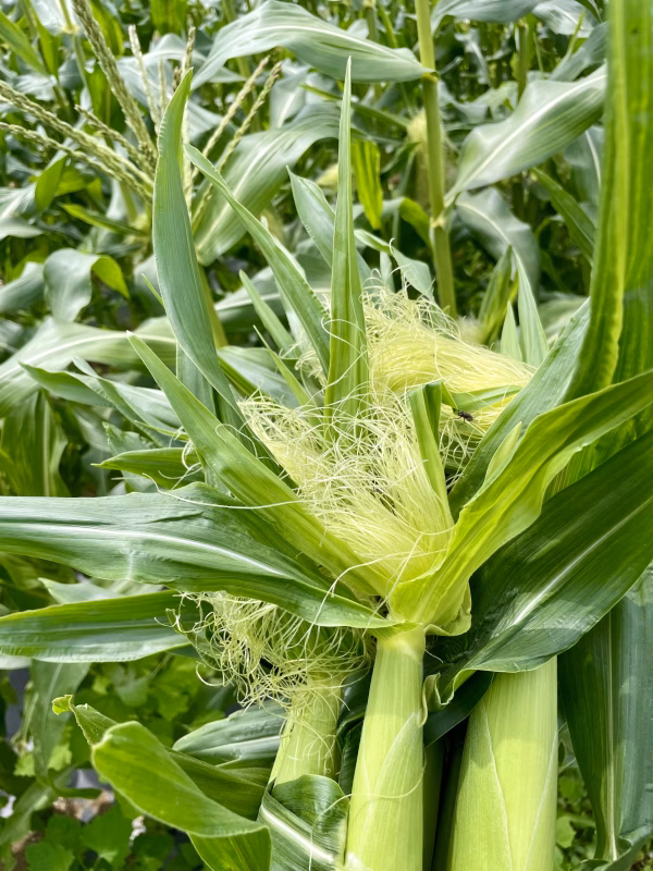【ヒゲ茶にも挑戦】気がついたらベビーコーンが採れるくらいに大きくなってました！