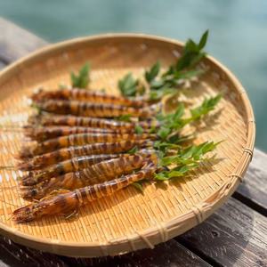 《全国発送可》あまくて ぷりぷり！天草産活き車海老 《500g》