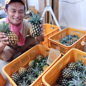 【予約】6月出荷・西表島の完熟ピーチパイン(小玉）