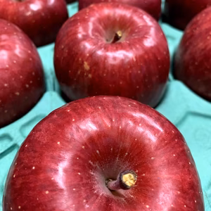 ～青森産地直送～　おすすめ品！『蜜入り完熟サンふじ』【贈答向け】