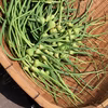 この時期だけ！ 自然栽培ニンニクの芽【栽培期間中農薬・化学肥料不使用】