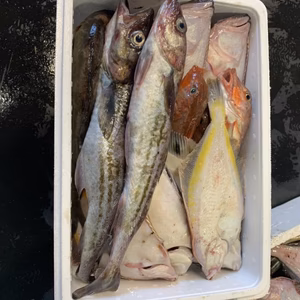 コロナに負けない！バラエティ魚箱 何が入っているかお楽しみ