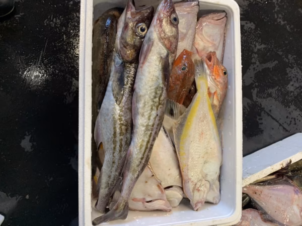 コロナに負けない！バラエティ魚箱