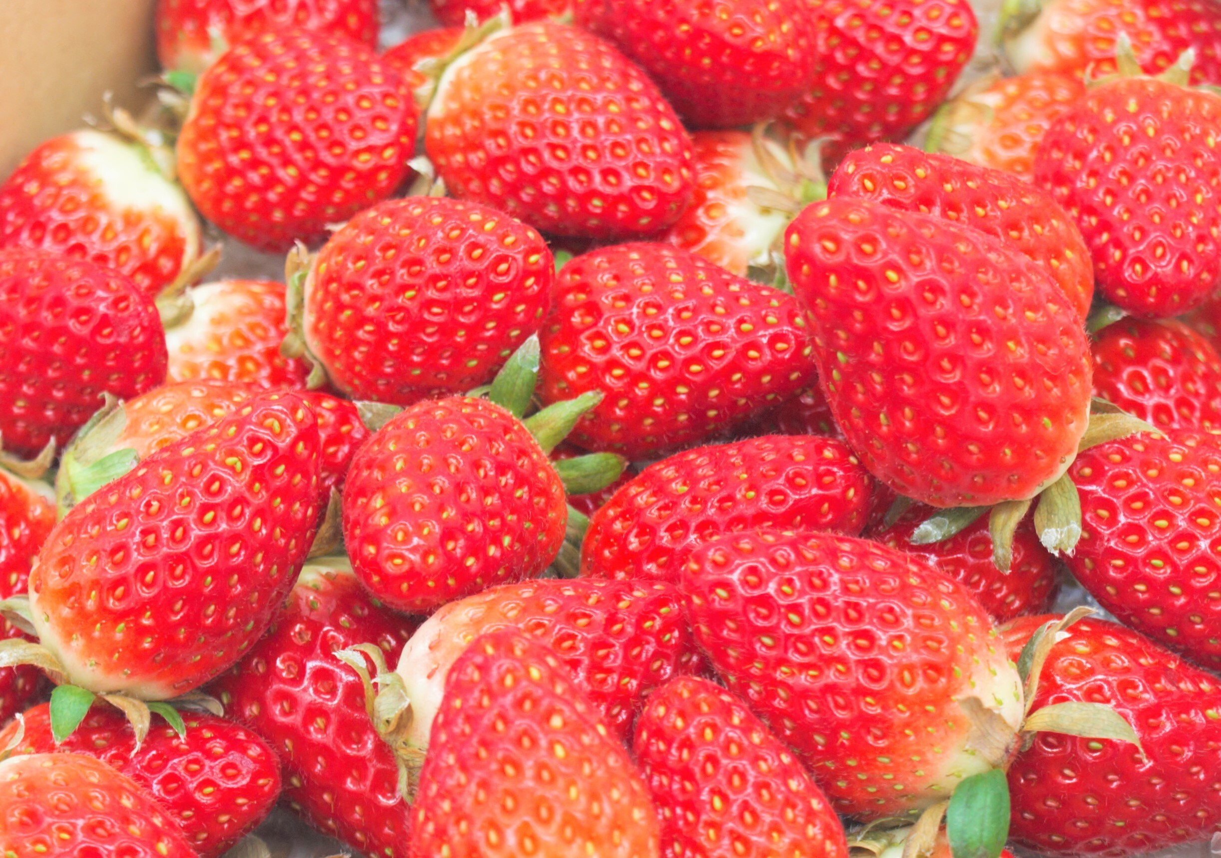 数量限定 宮城県産 希少な夏イチゴ 形不揃い品 レギュラーb 4p 8p 農家漁師から産地直送の通販 ポケットマルシェ