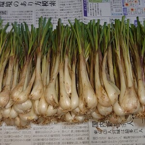 今が旬！採れたて！　島らっきょう750g【農薬・化学肥料不使用】