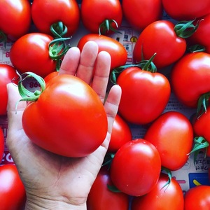 真っ赤なイタリアントマト