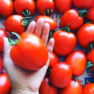 真っ赤なイタリアントマト