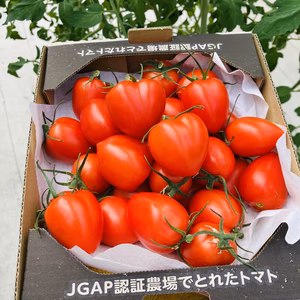 値下げしました！可愛いハートの形、トマトベリー3K