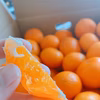 【越冬完熟早生・秀品・Ｌサイズ・3㎏】和歌山有田産！冬のハウスみかん