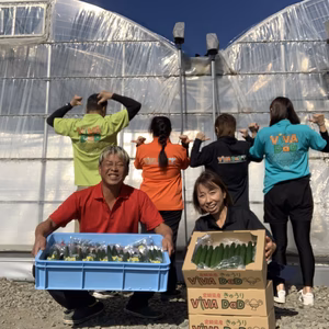 定期特典有▷1000円ポッキリ木◁ ハンコー期（曲・白果・小 )※概要チェック