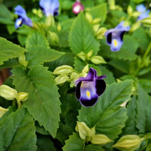 ✾エディブルフラワー✾トレニア20輪入り