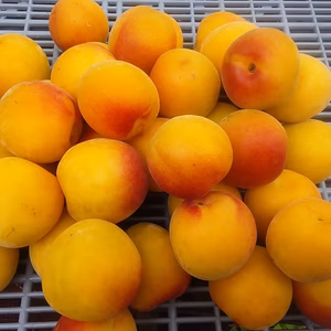 【試食あんぽ柿付】大粒南高梅(ナンコウ)1K和歌山産