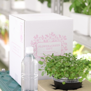 テーブル菜園・クレソン　太陽光で育てるおしゃれなミニ菜園「ＬＥＤ栽培」