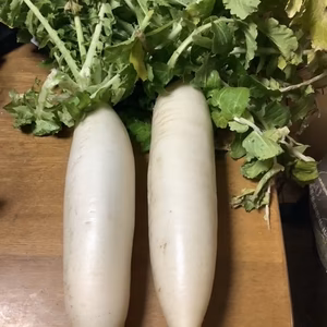 自然栽培　コンパクトサイズ三浦大根2本　農薬、肥料、除草剤　不使用　
