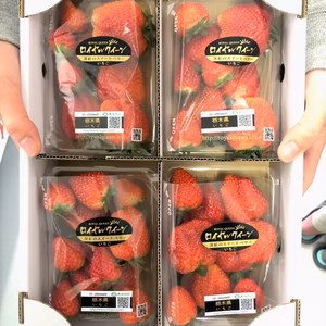 『訳あり』高級希少品種【ロイヤルクイーン】３００ｇ×４パック