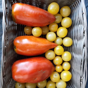 固定種トマトセット　ホワイトチェリー＆アンデストマト