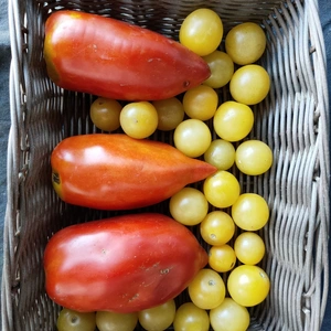 固定種トマトセット　ホワイトチェリー＆アンデストマト