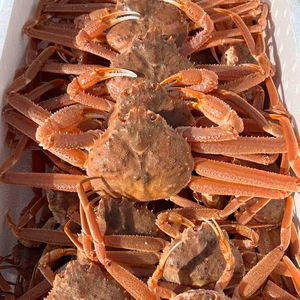 北海道　噴火湾産　オオズワイガニ　大盛
