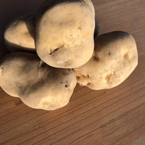 熟成トヨシロ混み玉5㎏