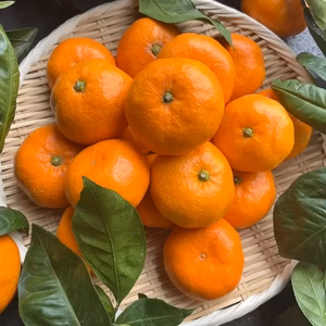 『青島』温州みかん 5㎏  Mサイズ（１㎏あたり9-10個）