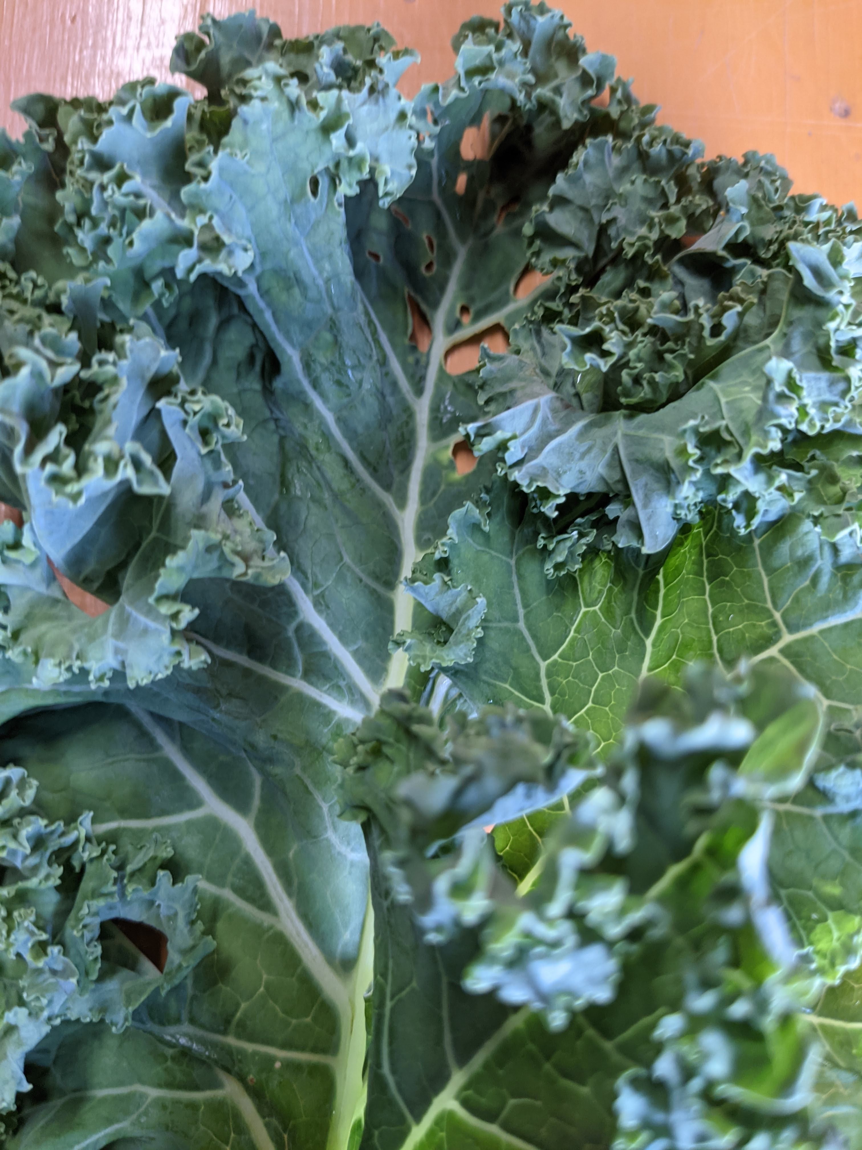 自然栽培 訳あり スーパーフード サラダケール 農家漁師から産地直送の通販 ポケットマルシェ