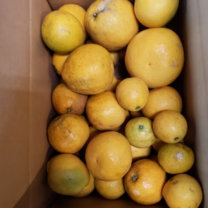 今日の規格外　美生柑(河内晩柑)約12キロ　お得