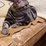 おろそか　きり