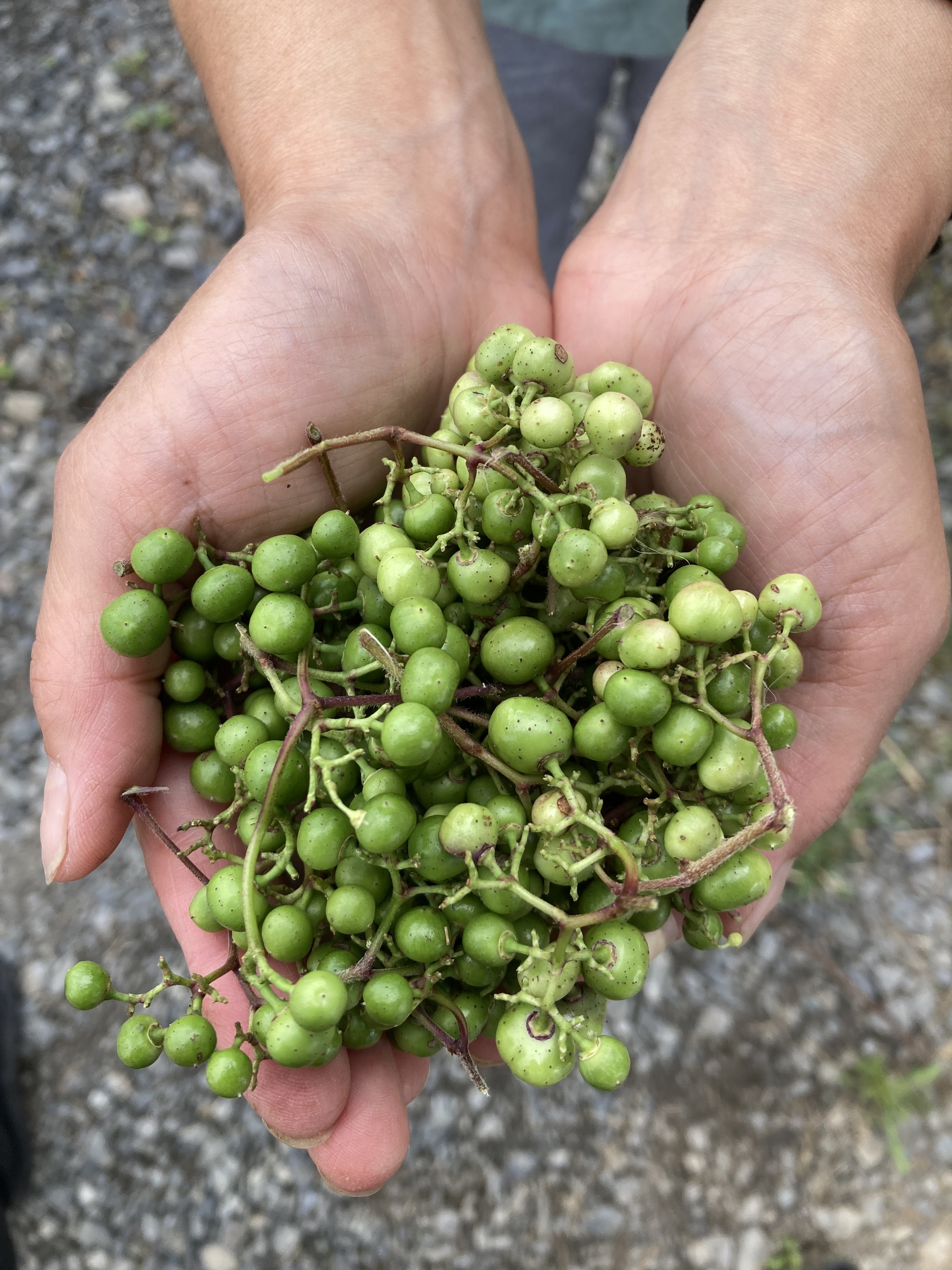 [冷蔵便大容量]馬ぶどう 野ぶどう 生 青い実 500g