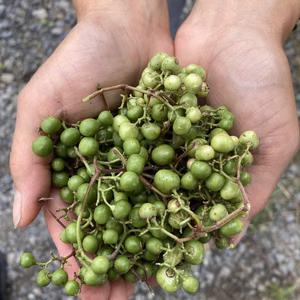 【岩手県産天然】野葡萄　馬ぶどう　野ぶどう　生　青い実