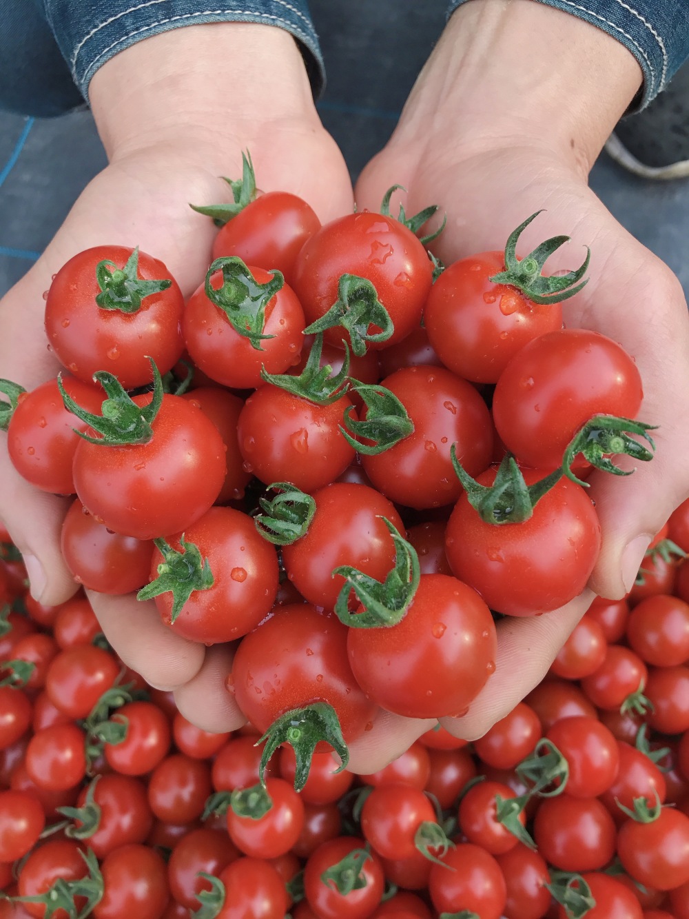 滋賀県草津市｜Vege Life｜信樂勇人さんの生産者プロフィール