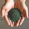 【2024年度産】五感に染みわたる美味しさ！の日本茶 【煎茶 極】