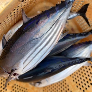 セール✨　鮮度抜群ケンケン漁カツオ(１匹で2k〜2.5k程になります)