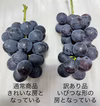 【夏ギフト】7月のぶどう屋さん！朝採れ種無し巨峰（訳あり品）　４房