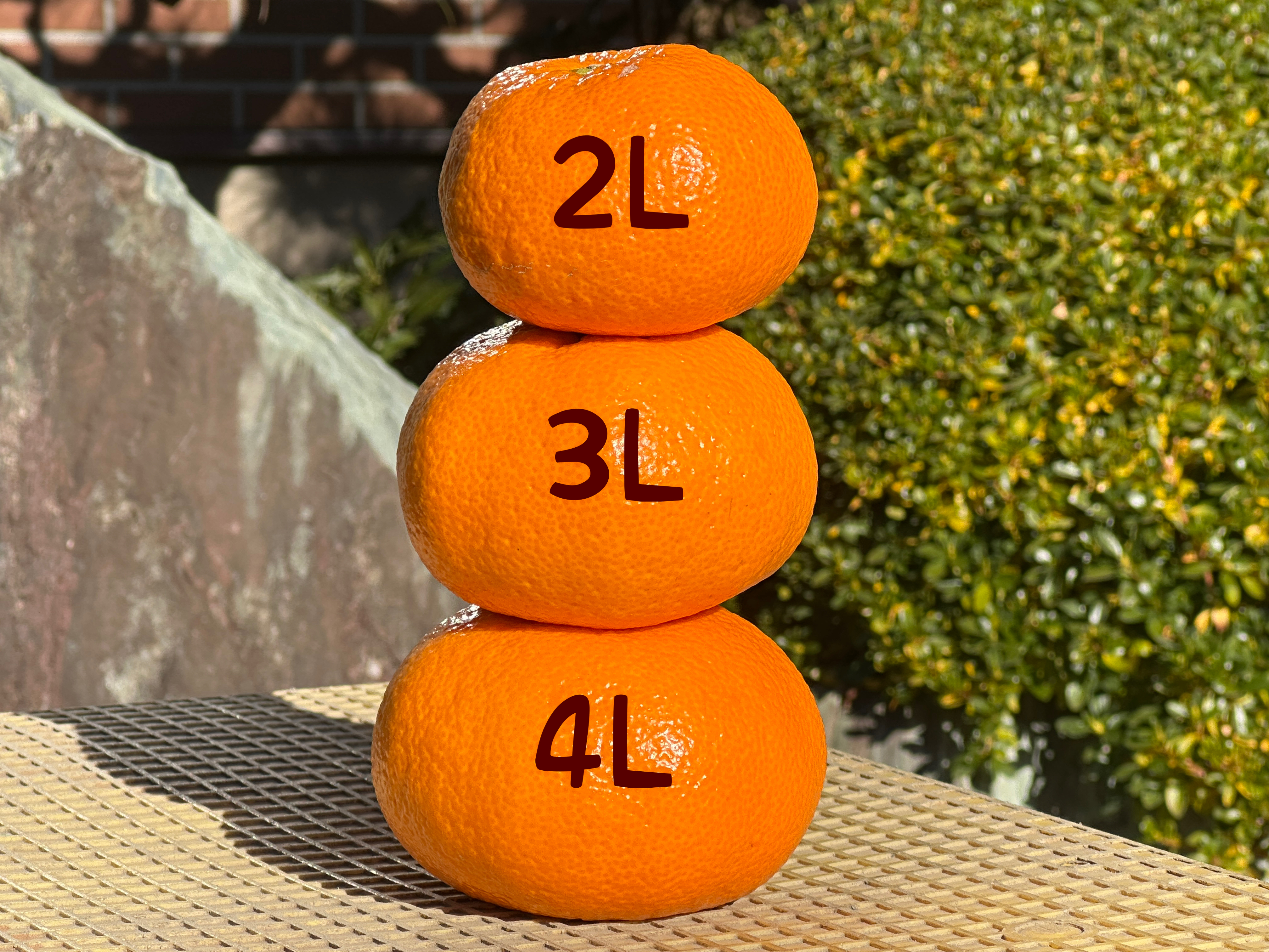 青島みかん どすこいセット 2L～4L （わけあり）｜みかんの商品詳細