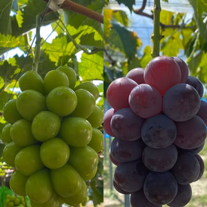【特秀】岡山県産シャインマスカット・ピオーネ詰め合わせ2房（約1㌔〜1.4㌔)