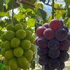 【特秀】岡山県産シャインマスカット・ピオーネ詰め合わせ2房（約1㌔〜1.4㌔)