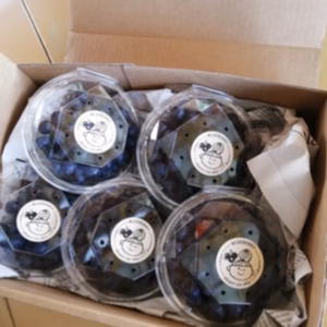 ラビットアイ系ブルーベリー100g×5