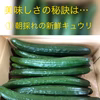 【九州からお届け！】新鮮キュウリ