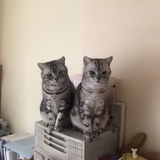 カンジョバのおかにゃん