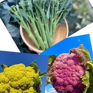 カリフラワーとスティックセニョール（茎ブロッコリー）セット