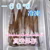 【－６０℃冷凍】極鮮ヤリイカ1.5㎏(14～18杯25cm前後)～