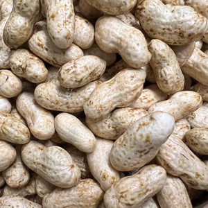 【臼杵市産】ジャンボ生落花生(栽培期間中 化学合成肥料.化学合成農薬不使用)