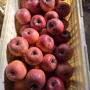 訳有り　減農薬サンふじりんご　加工用　  5キロ箱入り〜