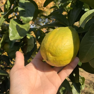 【数量限定】【我夢舎羅村】見た目びっくり果汁2倍　りのかレモン　